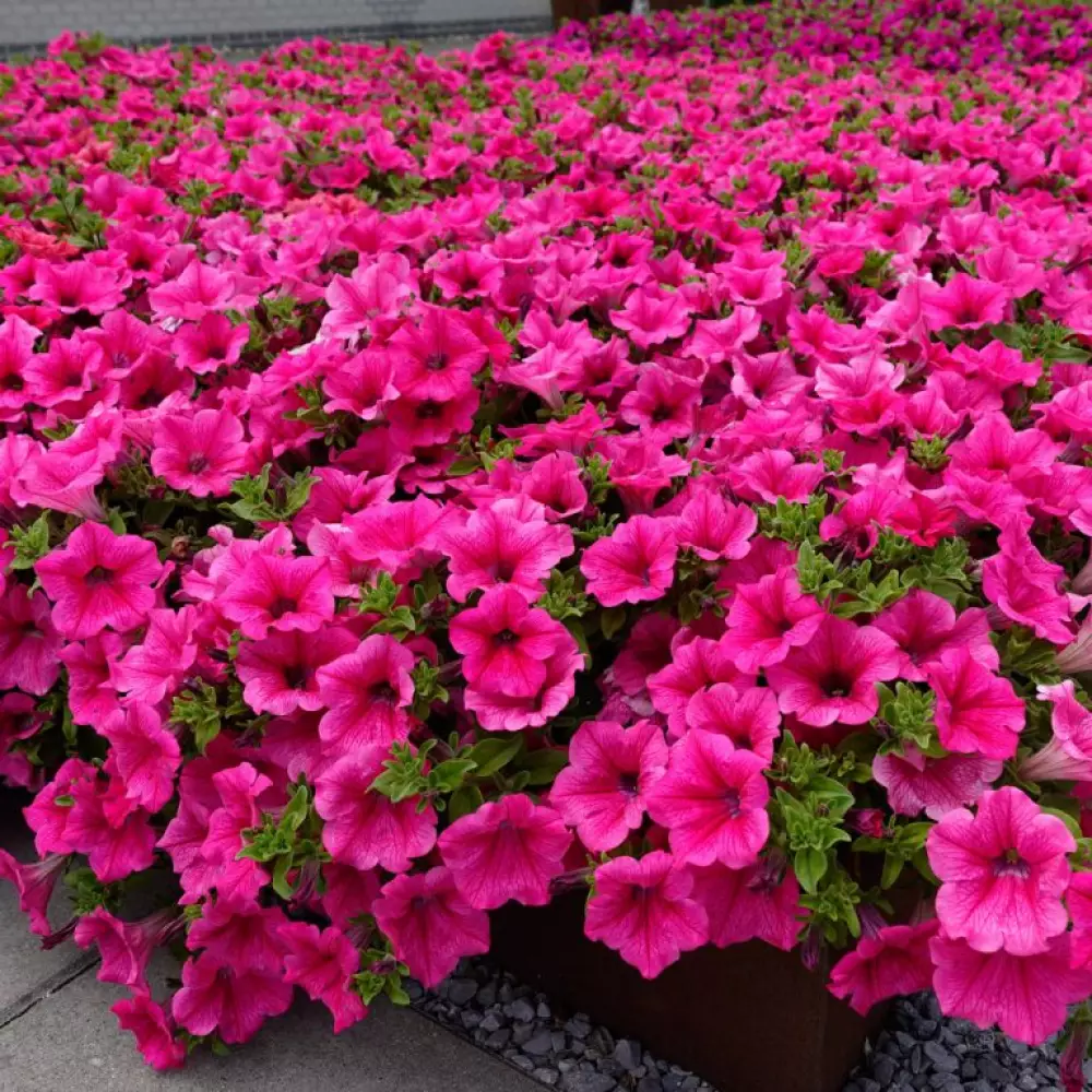 Петуния Surfinia® Hot Pink 05 (100 шт.)