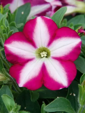 Петуния Swirl® Carmine Star (100 шт.)