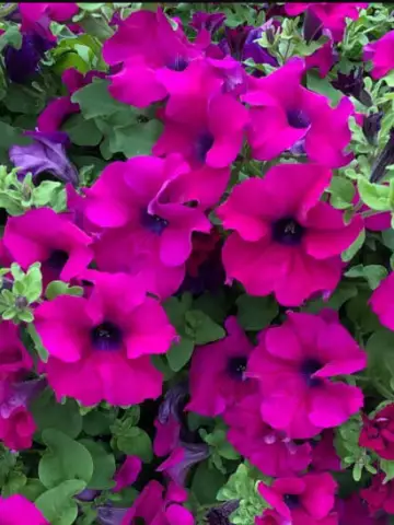 Петуния Swirl® Purplе (100 шт.)