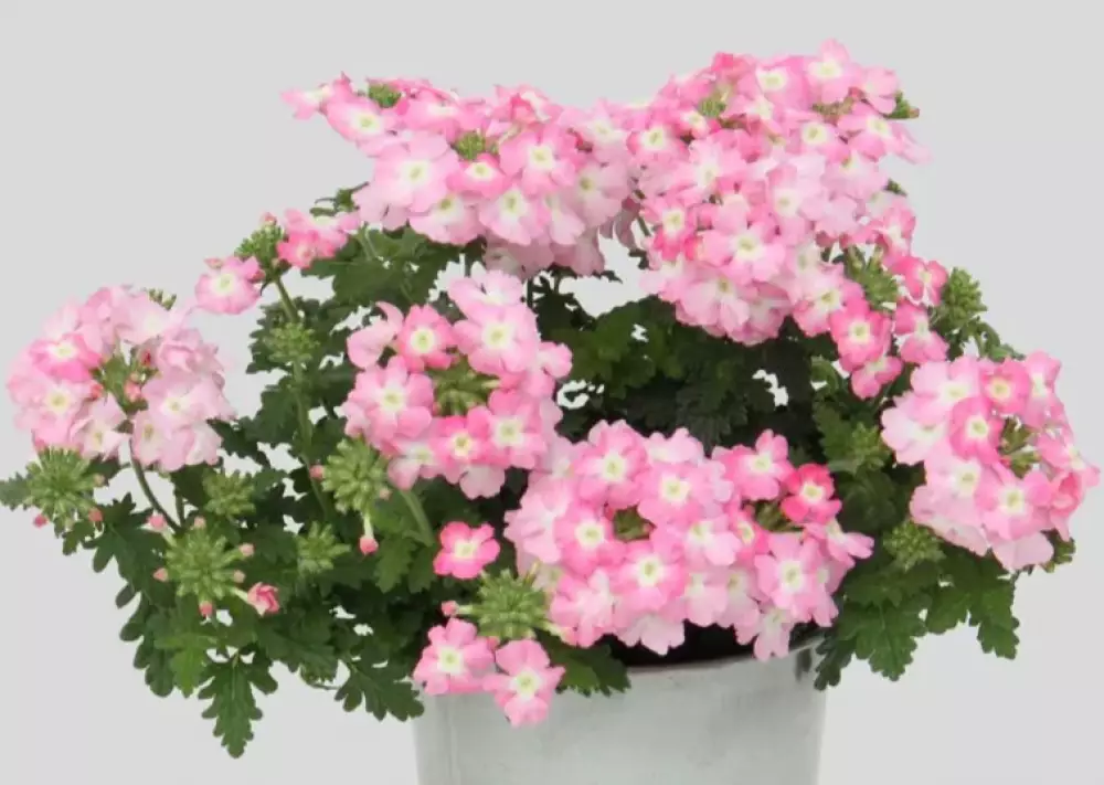 Вербена Blues Light Pink (100 шт.)