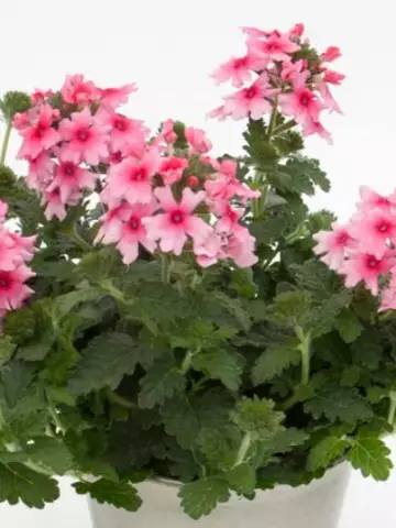 Вербена Blues Mango Pink (100 шт.)