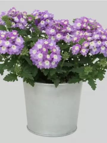 Вербена Blues Sky Blue (100 шт.)