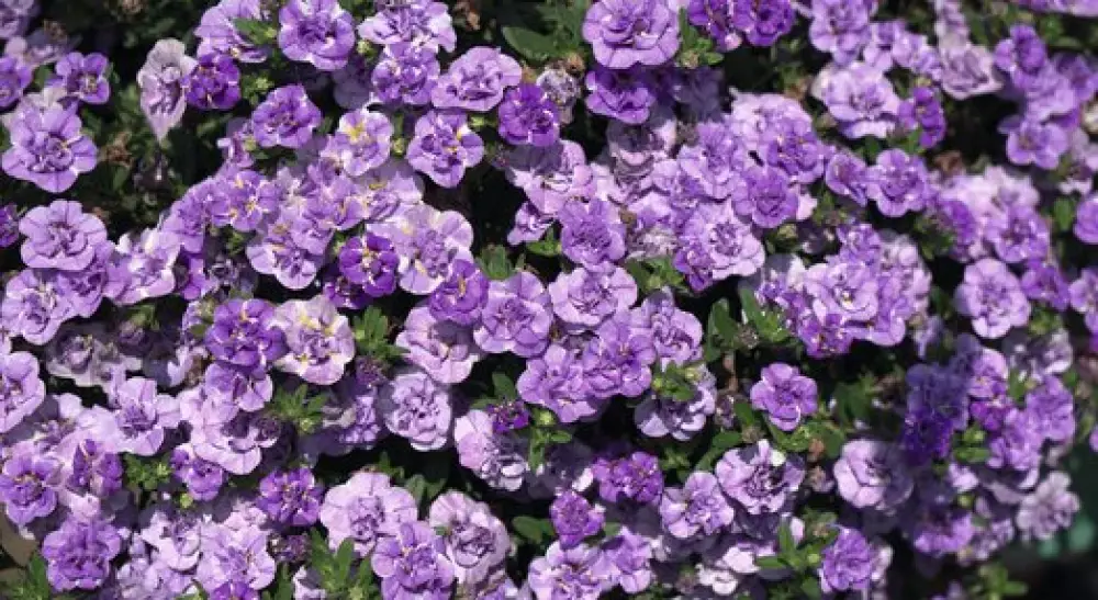 Калибрахоа Loopy Lavender (100 шт.)