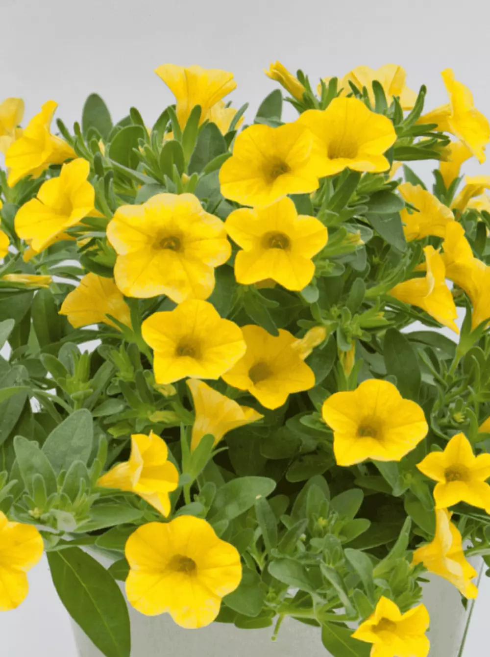 Калибрахоа MiniFamous® Neo True Yellow (100 шт.)