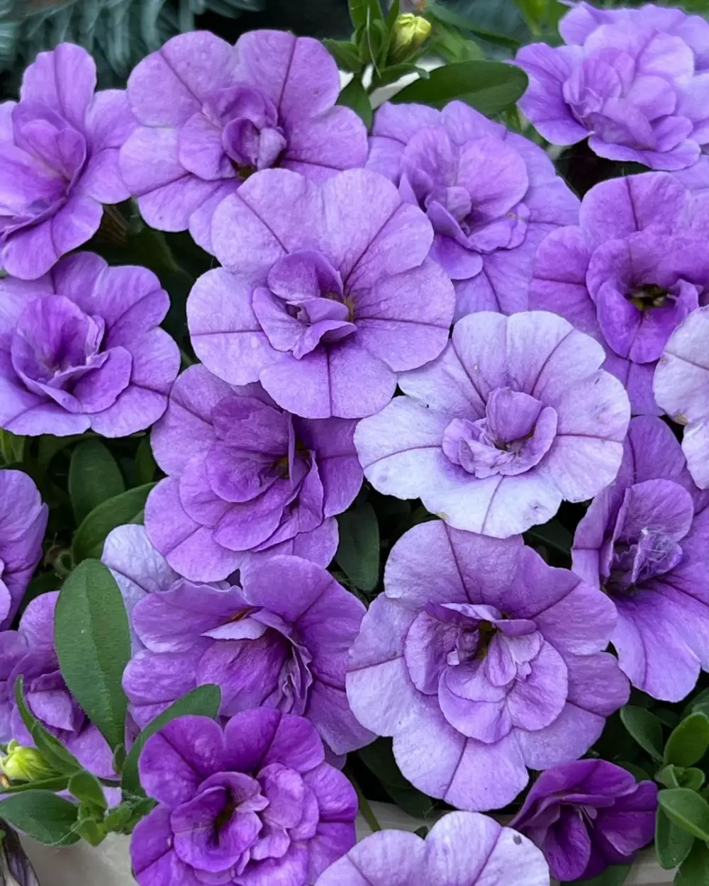 Калибрахоа MiniFamous® Neo Double Amethyst (100 шт.)