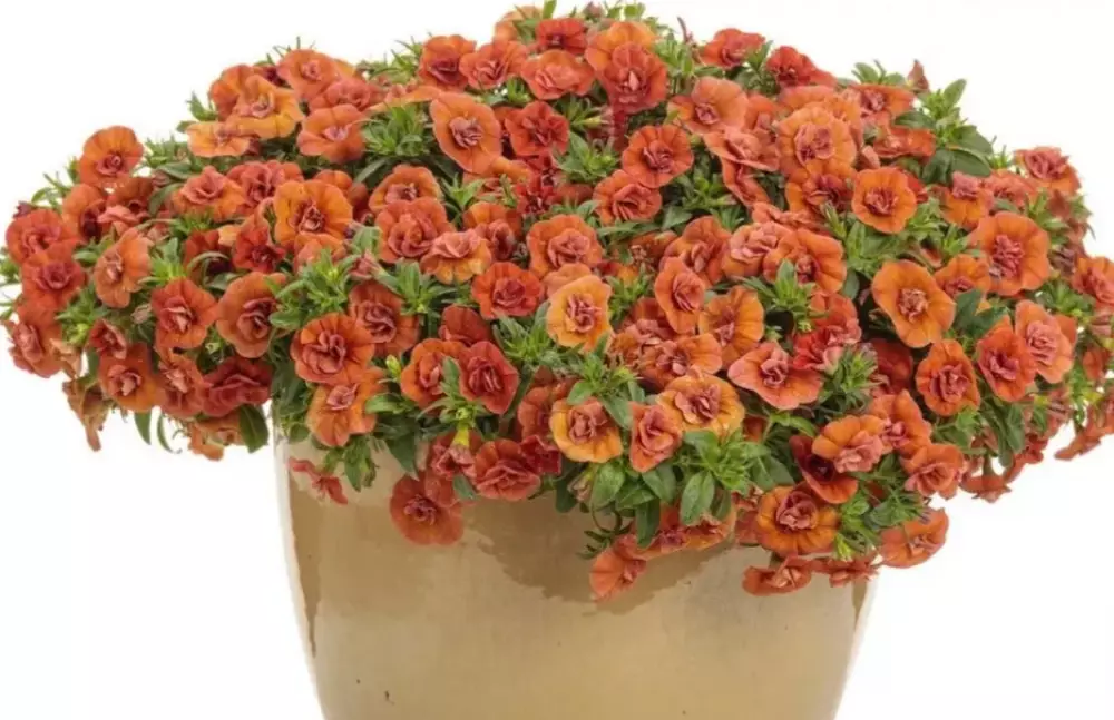 Калибрахоа MiniFamous® Neo Double Orange (100 шт.)