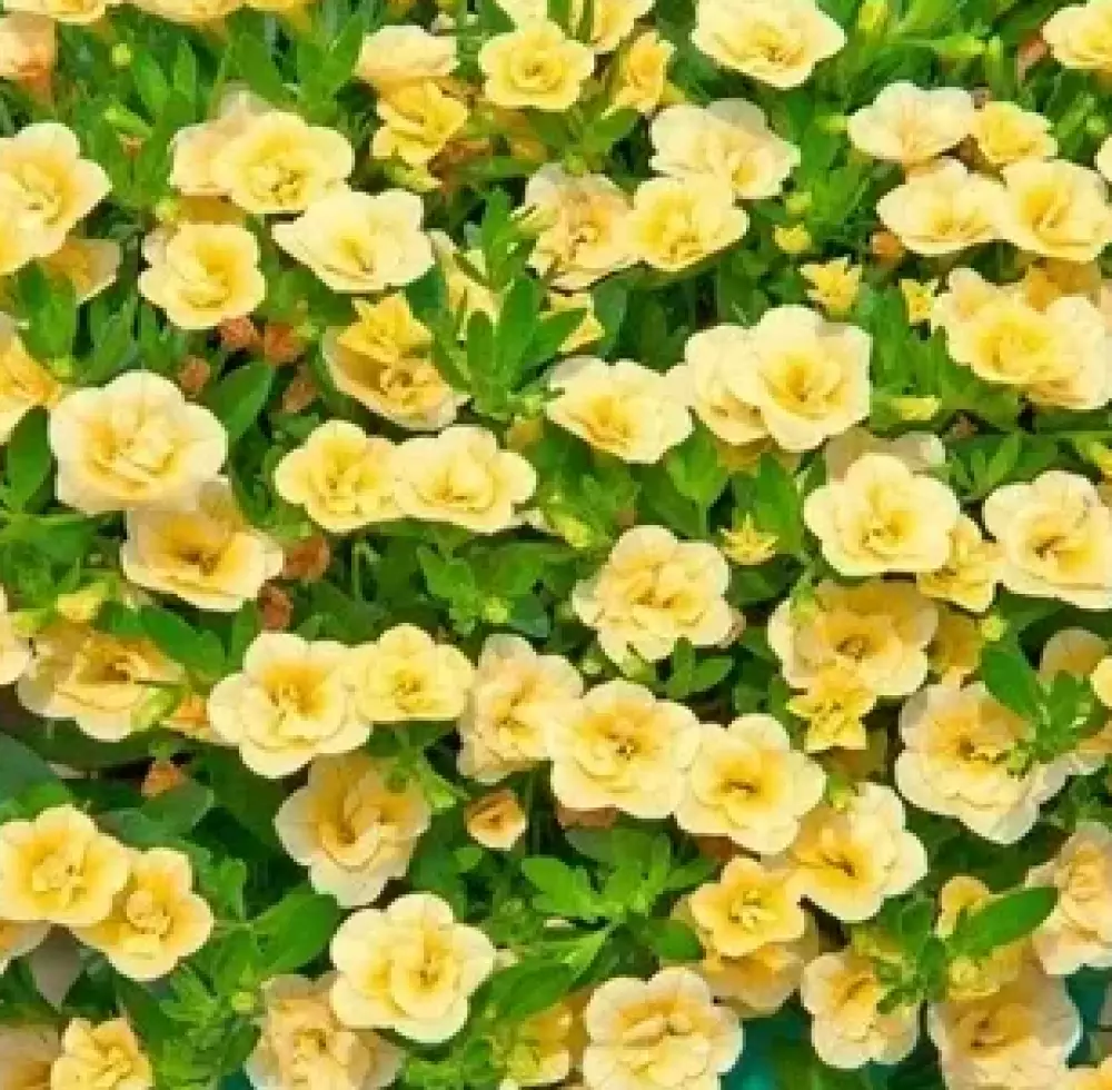 Калибрахоа MiniFamous® Neo Double Lemon '15 (100 шт.)