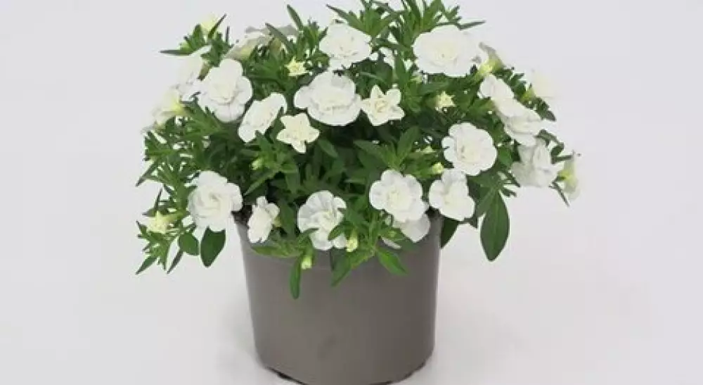 Калибрахоа MiniFamous® Oro Double White (100 шт.)