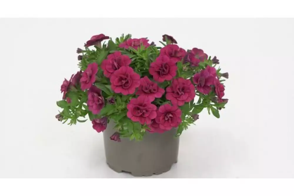 Калибрахоа MiniFamous® Oro Double Magenta (100 шт.)