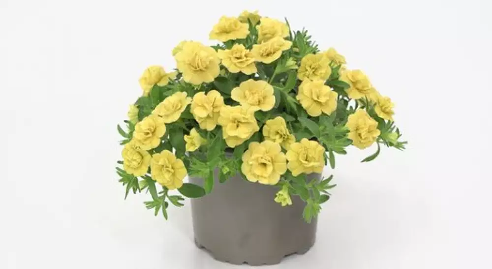 Калибрахоа MiniFamous® Oro Double Yellow (100 шт.)
