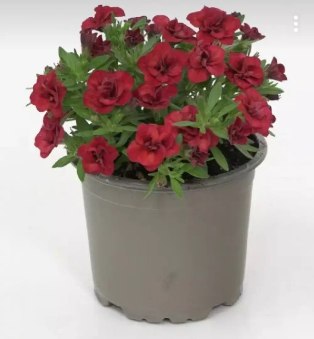 Калибрахоа MiniFamous® Oro Double Red (100 шт.)