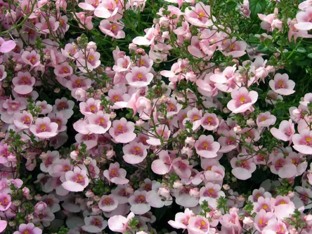 Диасция Cultivars Piccadilly® Appleblossom (100 шт.)