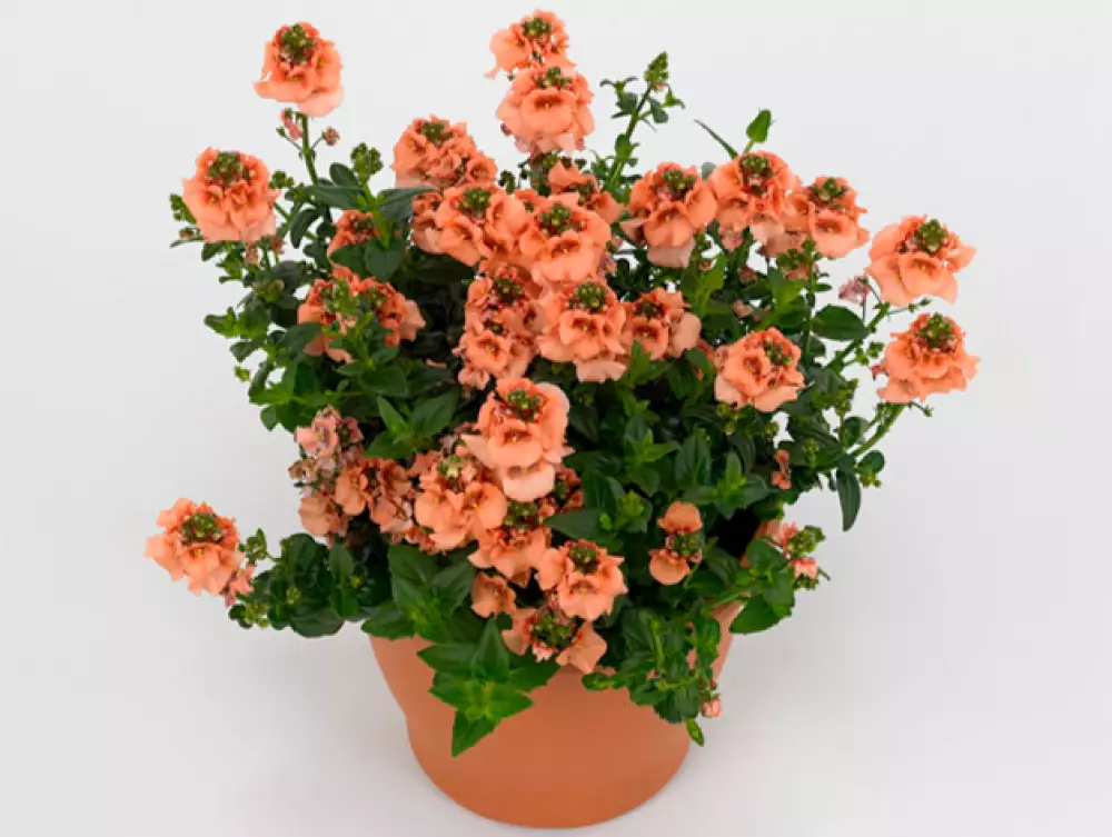 Диасция Cultivars Piccadilly® Salmon´19 (100 шт.)