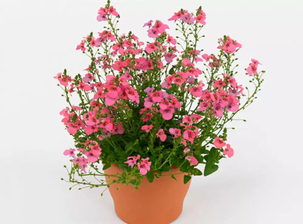 Диасция Cultivars Piccadilly® Hot Pink (100 шт.)
