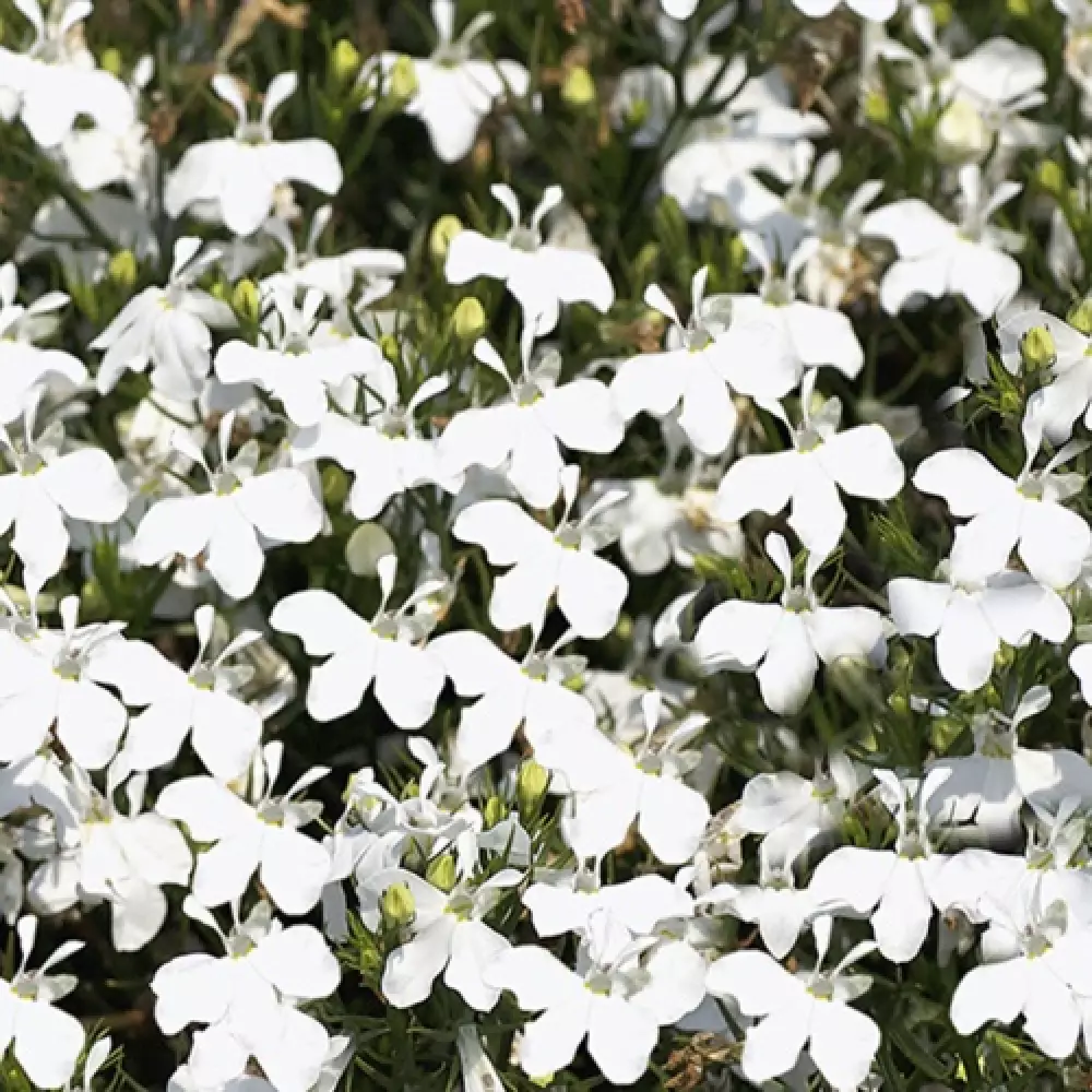 Лобелия Curacao® Basket White (100 шт.)