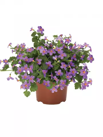 Бакопа Bahia Lavender (100 шт.)