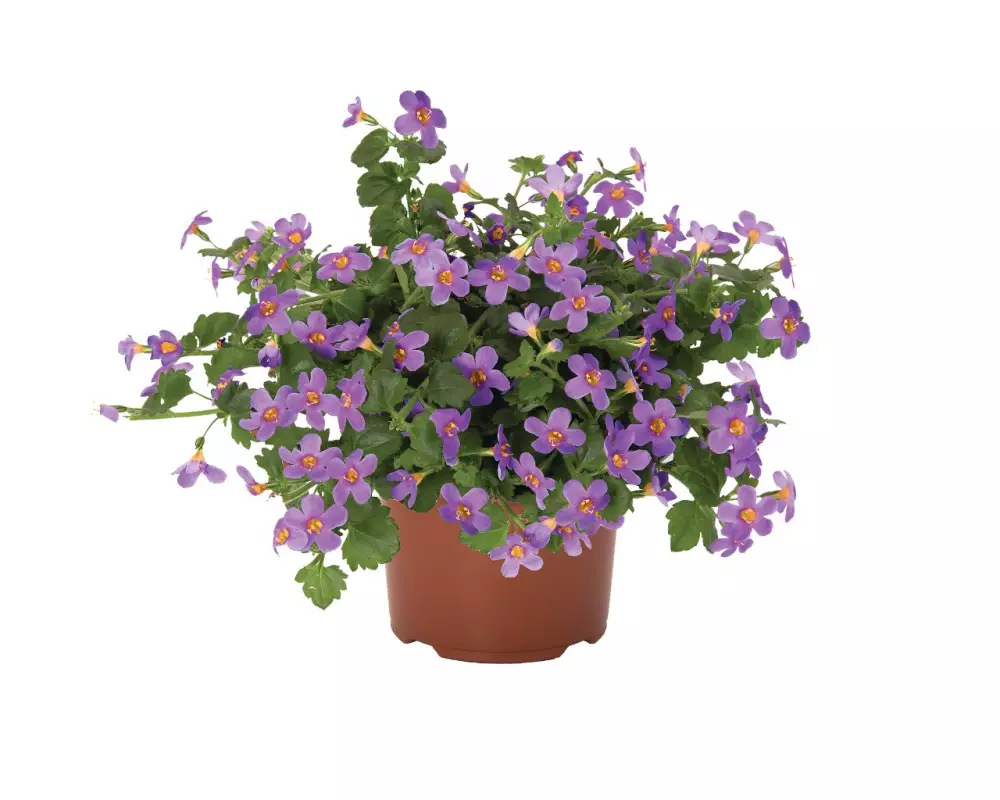 Бакопа Bahia Lavender (100 шт.)