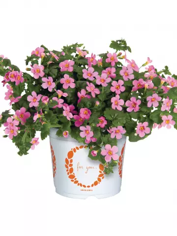 Бакопа Bahia Pink (100 шт.)