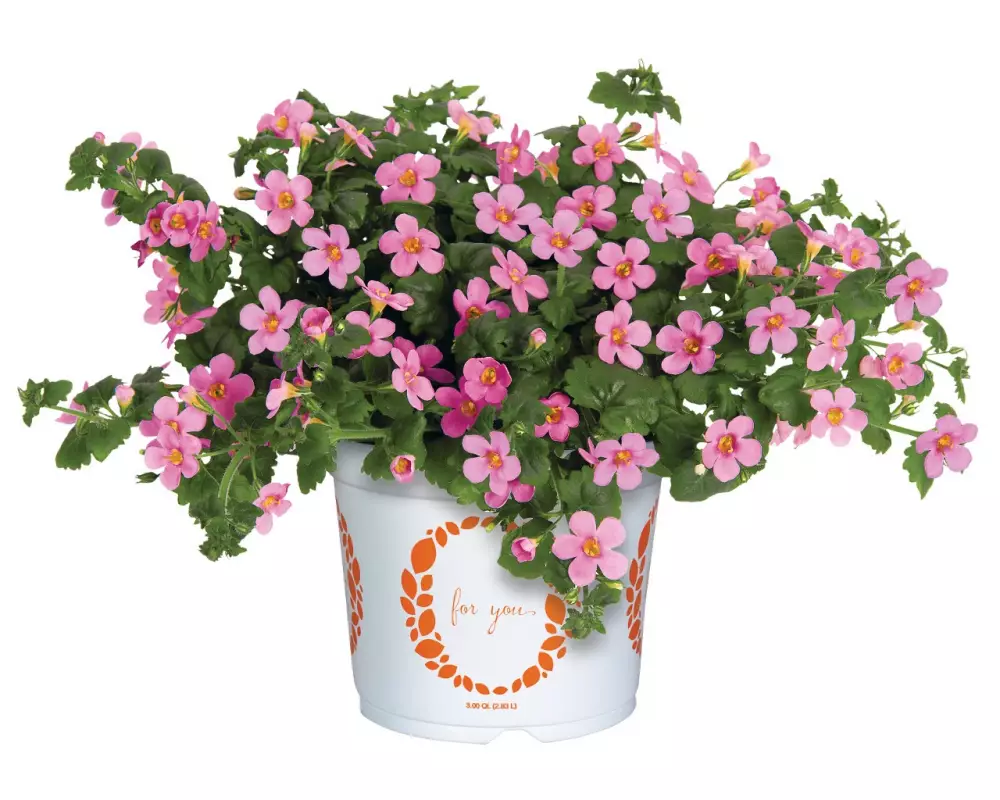 Бакопа Bahia Pink (100 шт.)