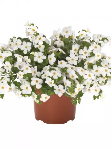 Бакопа Bahia White (100 шт.)