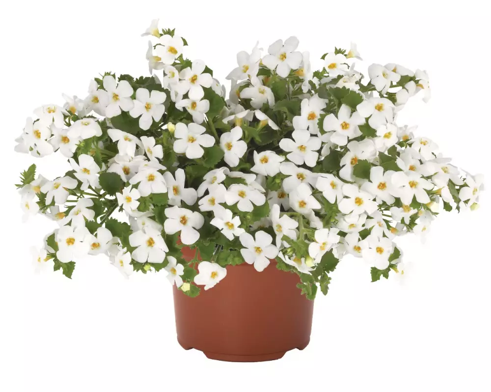 Бакопа Bahia White (100 шт.)