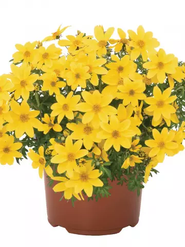 Биденс Bidy® Boom Yellow Big (100 шт.)