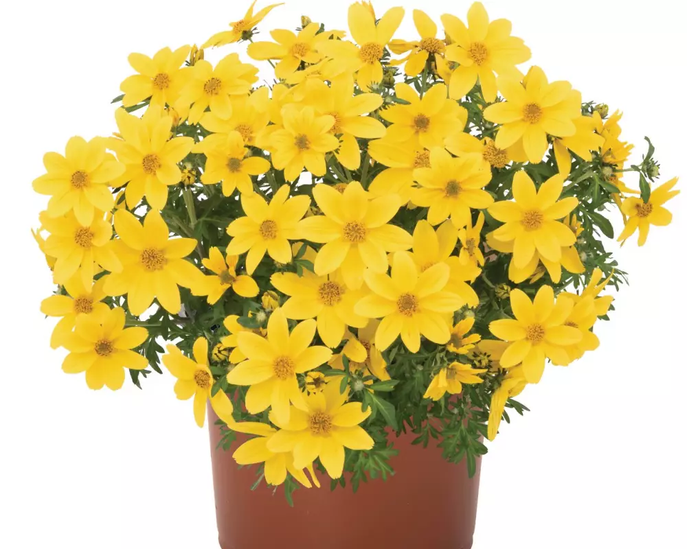Биденс Bidy® Boom Yellow Big (100 шт.)