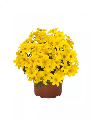 Биденс Bidy® Gonzales Confetti Garden (100 шт.)