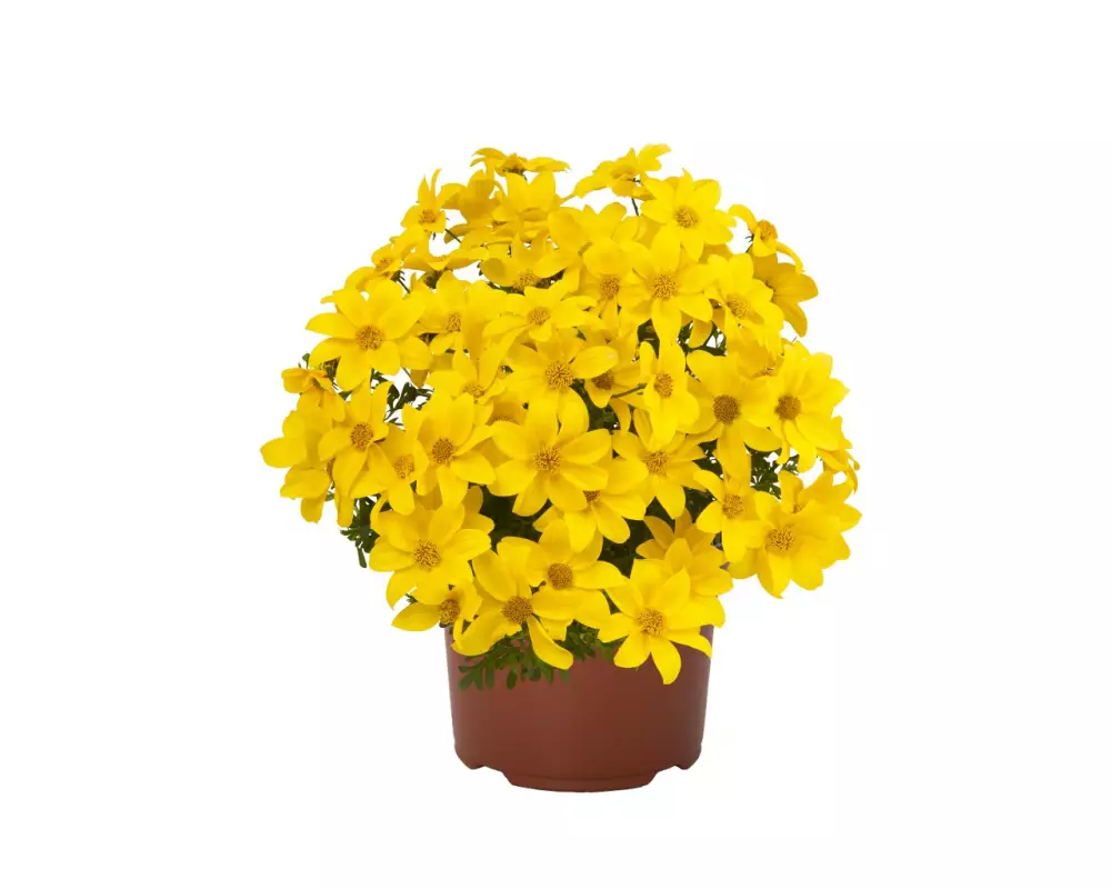 Биденс Bidy® Gonzales Confetti Garden (100 шт.)