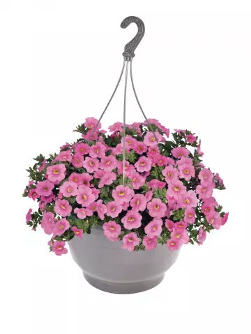 Калибрахоа Aloha Classic Soft Pink (100 шт.)