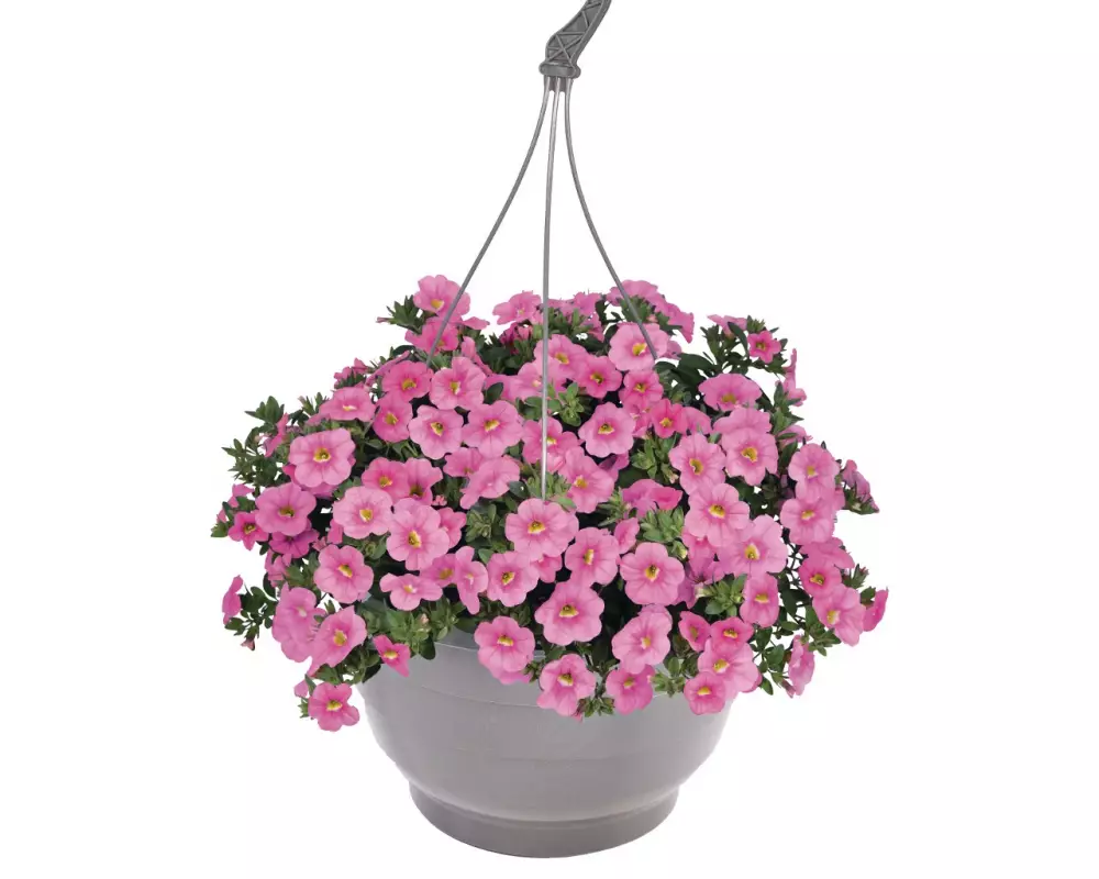 Калибрахоа Aloha Classic Soft Pink (100 шт.)