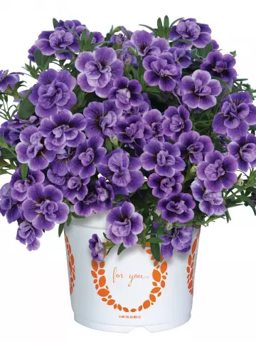 Калибрахоа Aloha Double Sky Blue (100 шт.)
