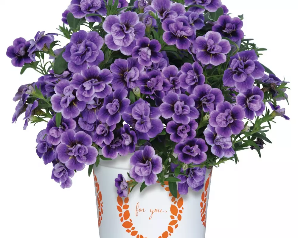 Калибрахоа Aloha Double Sky Blue (100 шт.)