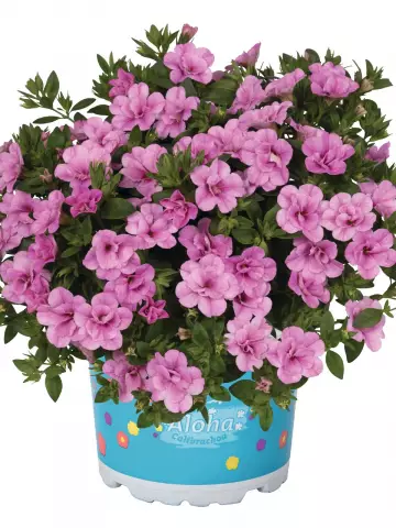 Калибрахоа Aloha Double Soft Pink (100 шт.)