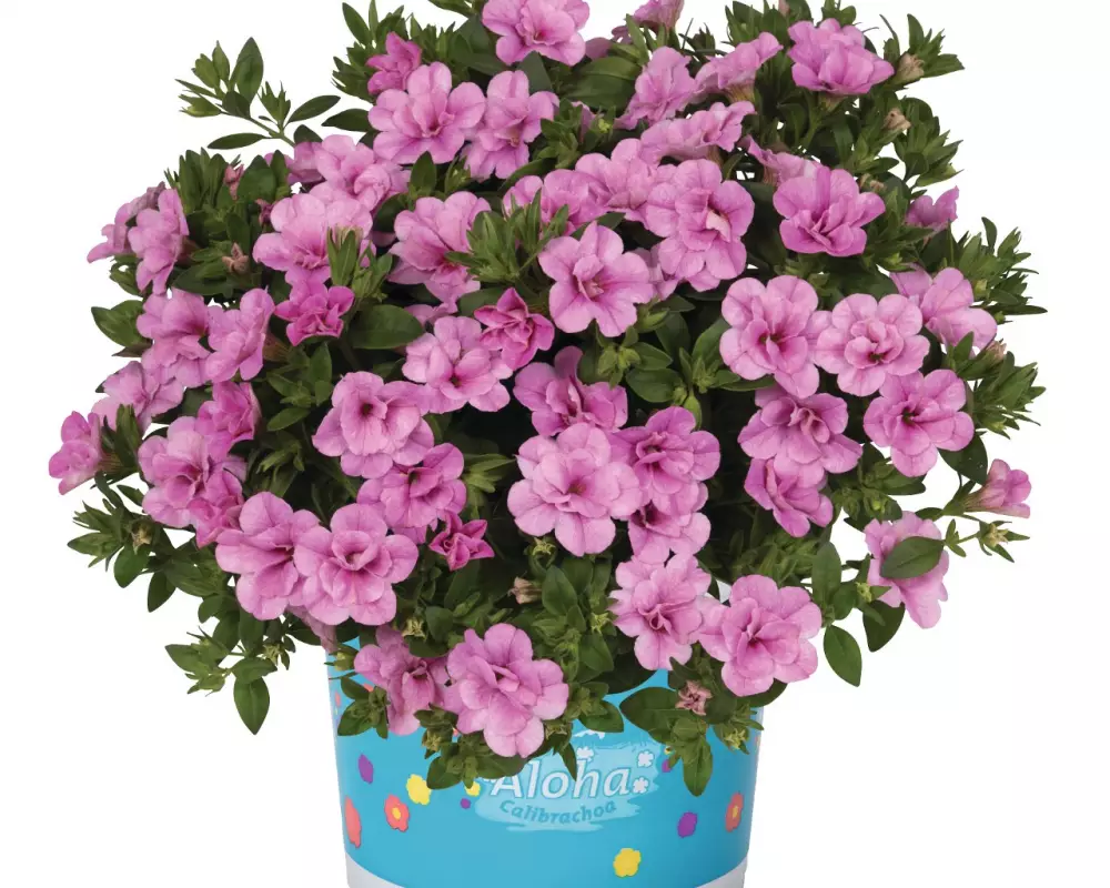 Калибрахоа Aloha Double Soft Pink (100 шт.)