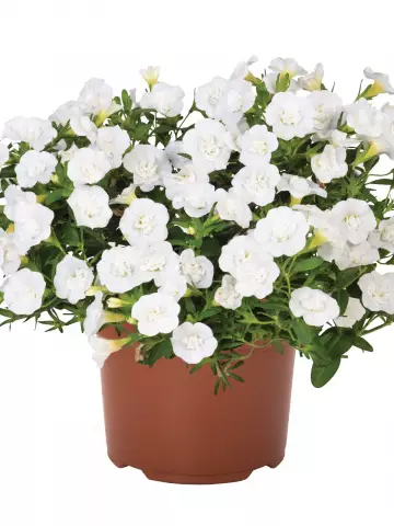 Калибрахоа Aloha Double White (100 шт.)