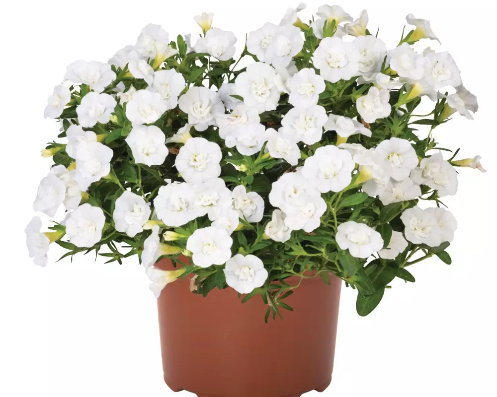 Калибрахоа Aloha Double White (100 шт.)