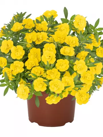 Калибрахоа Aloha Double Yellow 2027 (100 шт.)