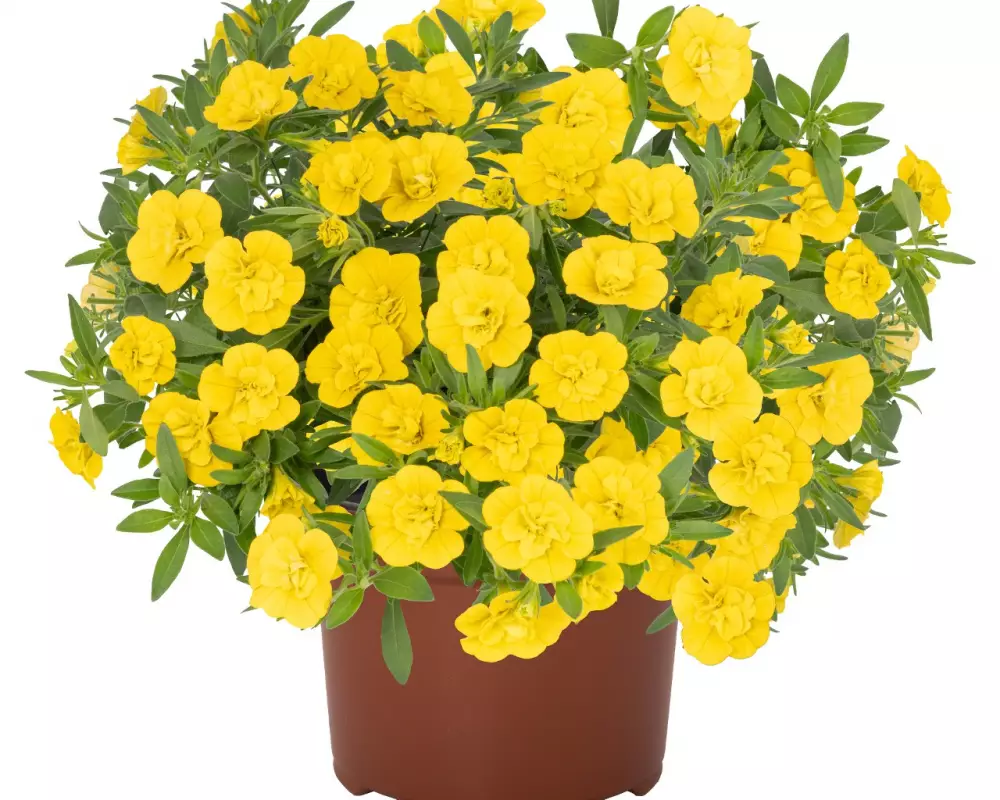 Калибрахоа Aloha Double Yellow 2027 (100 шт.)