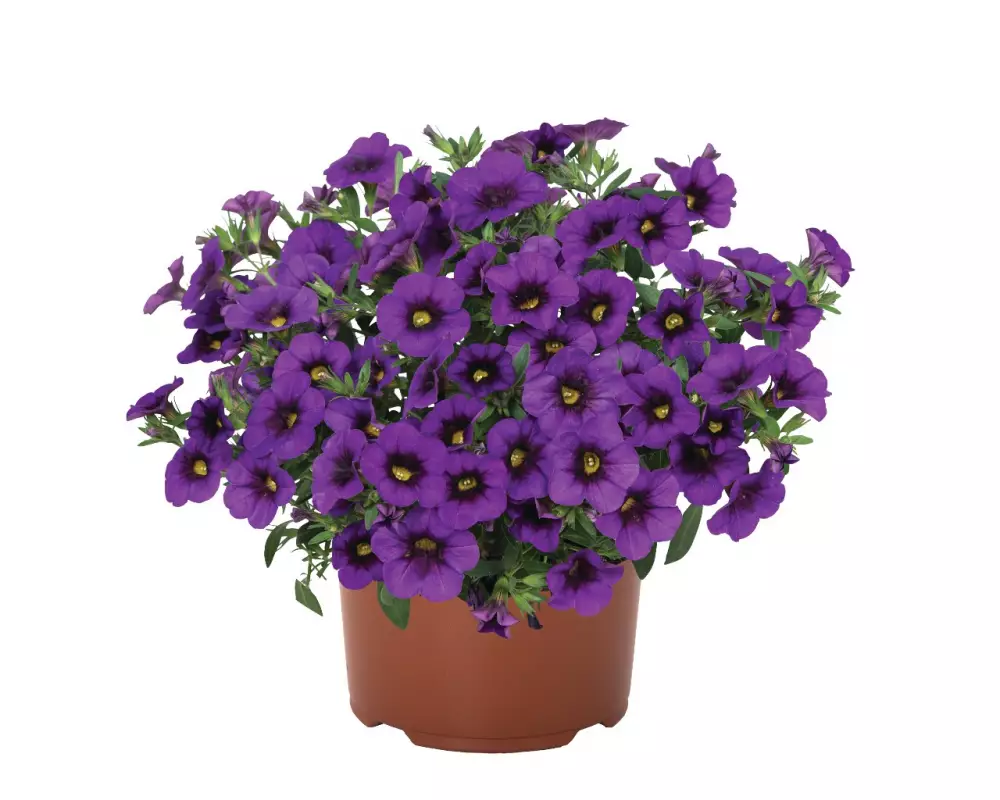 Калибрахоа Aloha Kona Blue (100 шт.)