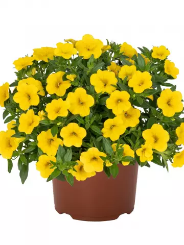 Калибрахоа Aloha Kona Canary Yellow (100 шт.)