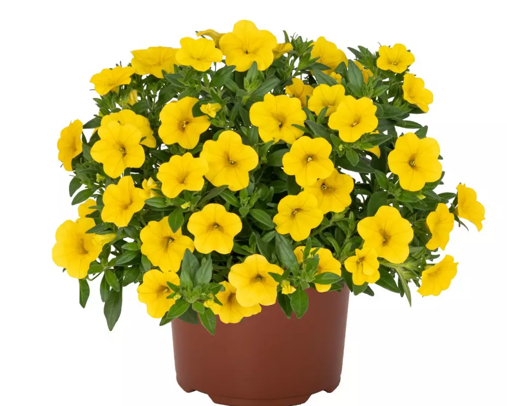 Калибрахоа Aloha Kona Canary Yellow (100 шт.)