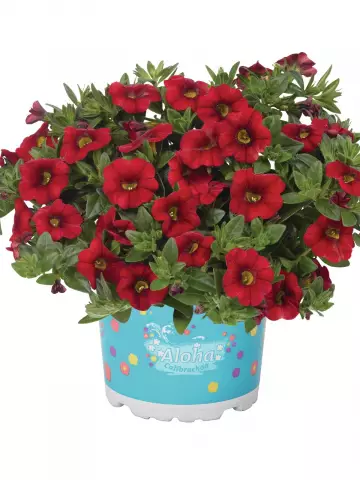 Калибрахоа Aloha Kona Dark Red (100 шт.)