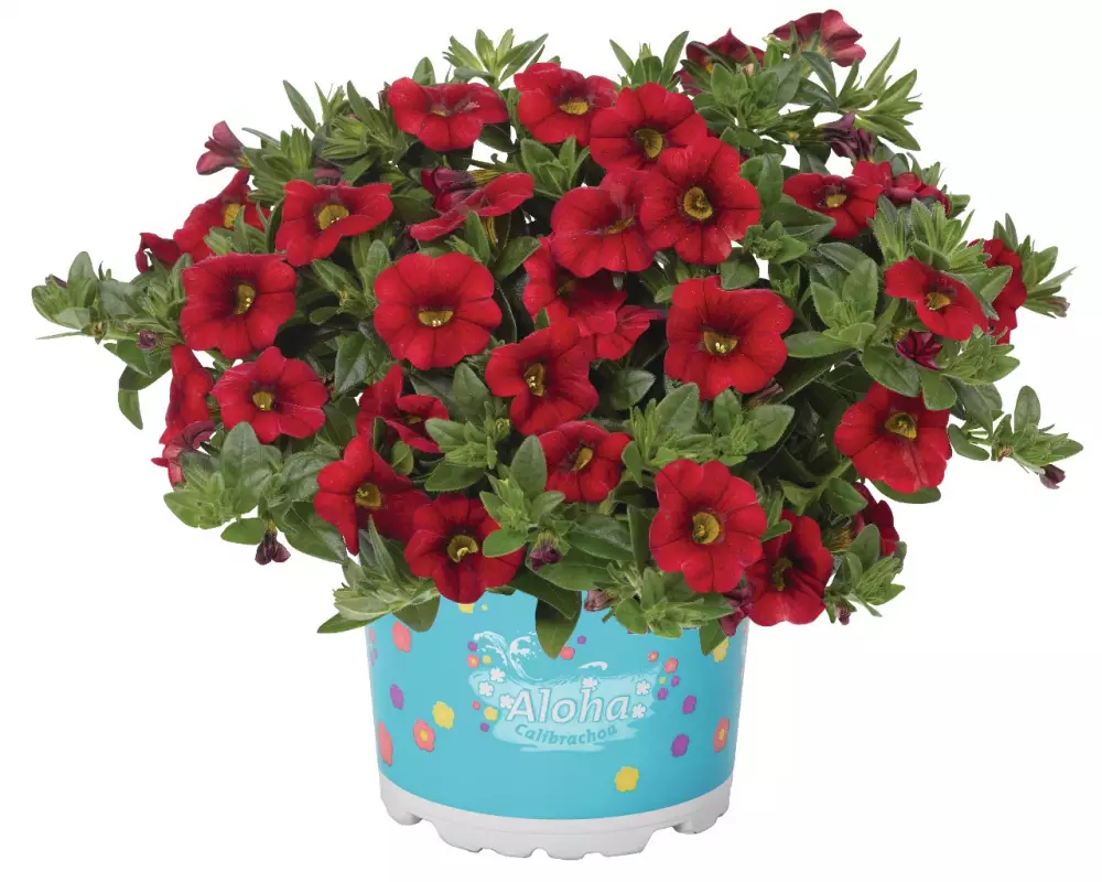 Калибрахоа Aloha Kona Dark Red (100 шт.)