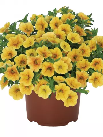 Калибрахоа Aloha Kona Honeycomb (100 шт.)