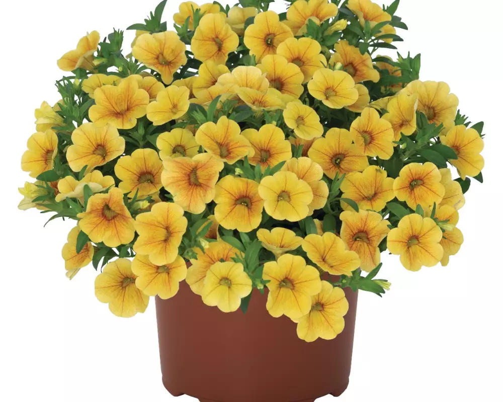 Калибрахоа Aloha Kona Honeycomb (100 шт.)
