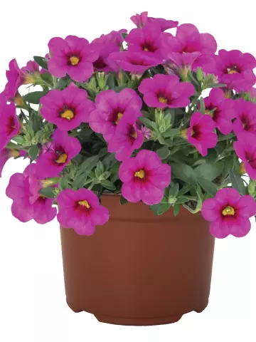 Калибрахоа Aloha Kona Hot Pink (100 шт.)