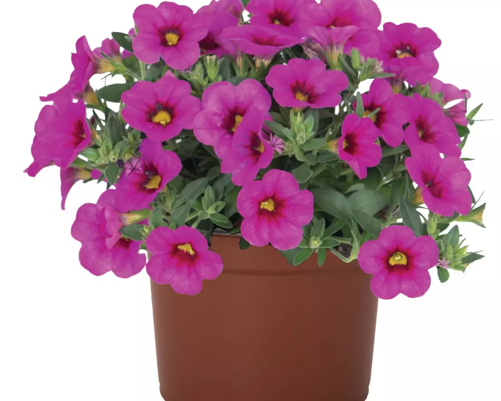 Калибрахоа Aloha Kona Hot Pink (100 шт.)