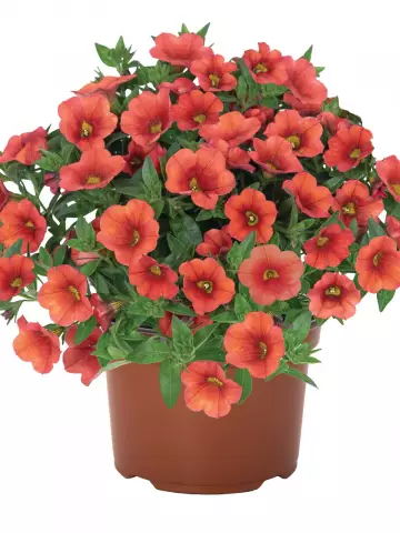 Калибрахоа Aloha Kona Orange (100 шт.)