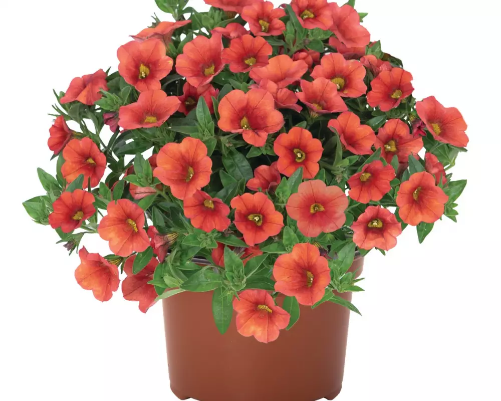 Калибрахоа Aloha Kona Orange (100 шт.)